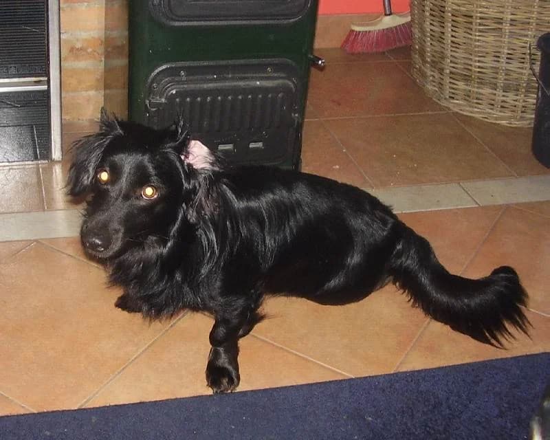 Šanti, male senior mixed breed for adoption at Noina Arka