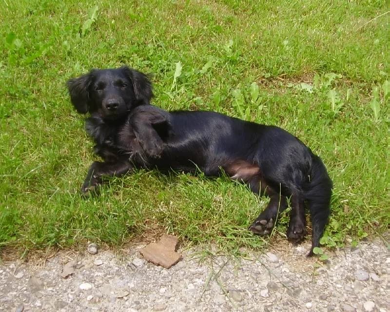 Šanti, male mixed breed for adoption at Noina Arka — photo 2 of 12