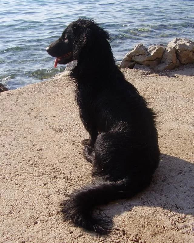 Šanti, male mixed breed for adoption at Noina Arka — photo 3 of 12