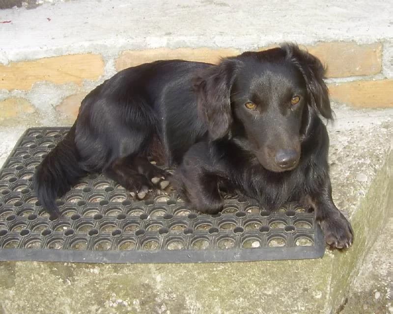 Šanti, male mixed breed for adoption at Noina Arka — photo 4 of 12