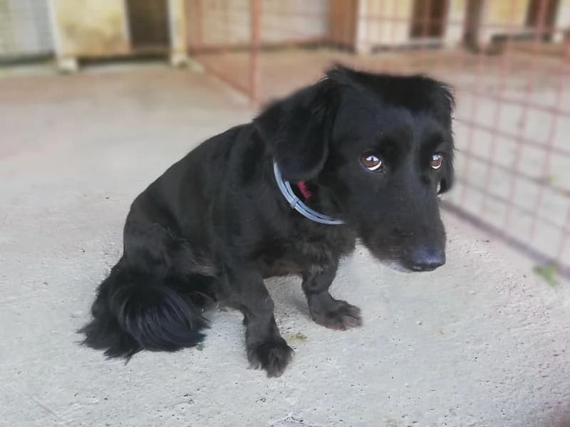 Šanti, male mixed breed for adoption at Noina Arka — photo 5 of 12