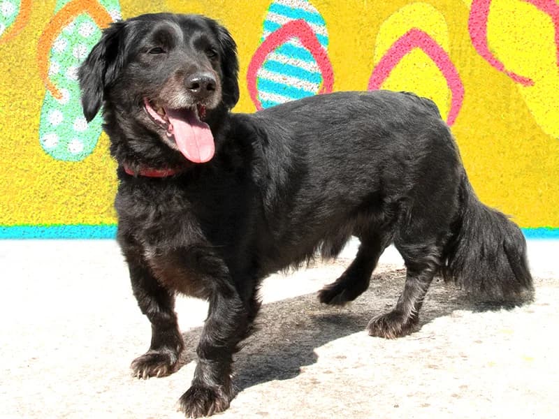 Šanti, male mixed breed for adoption at Noina Arka — photo 7 of 12