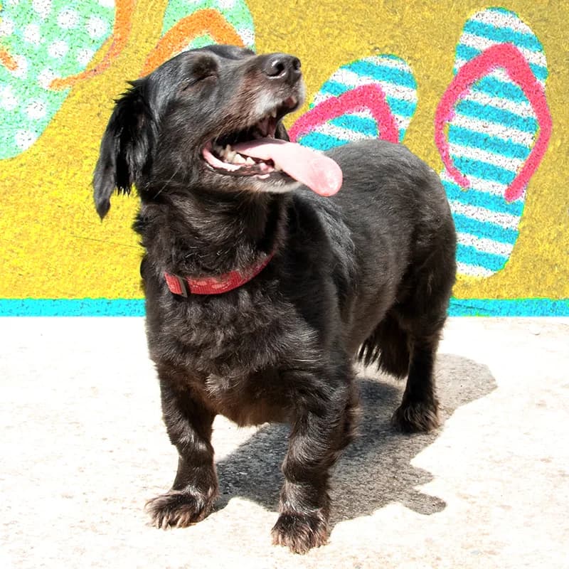 Šanti, male mixed breed for adoption at Noina Arka — photo 8 of 12