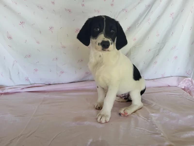 Sarra, female Mixed Breed for adoption at Noina Arka