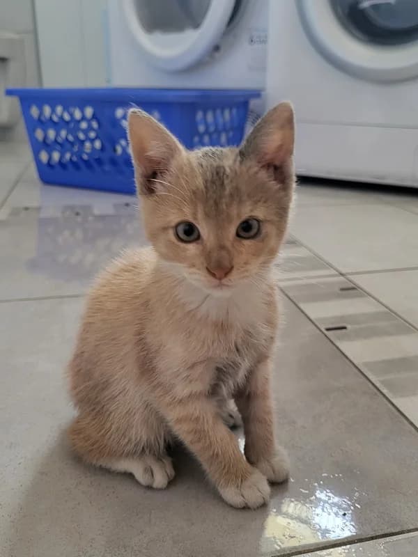 Saturn, male mixed breed for adoption at Noina Arka
