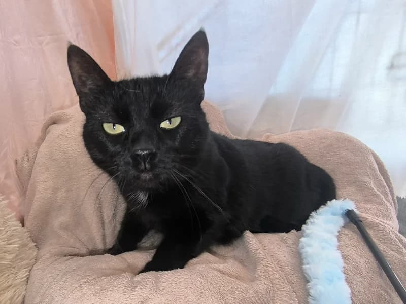 Šilla, female mixed breed for adoption at Noina Arka