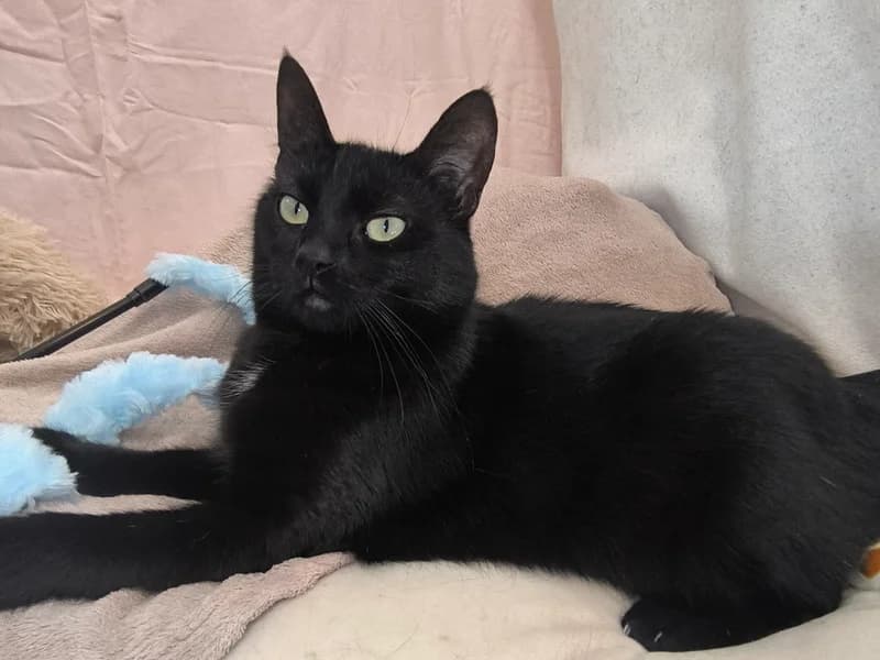 Šilla, female mixed breed for adoption at Noina Arka — photo 2 of 4