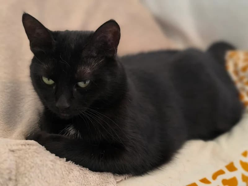 Šilla, female mixed breed for adoption at Noina Arka — photo 3 of 4