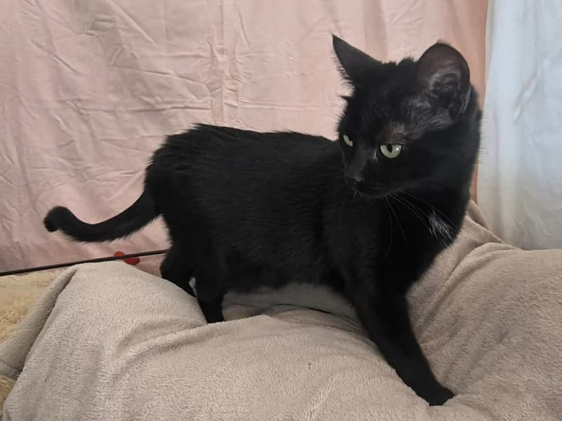 Šilla, female mixed breed for adoption at Noina Arka — photo 4 of 4