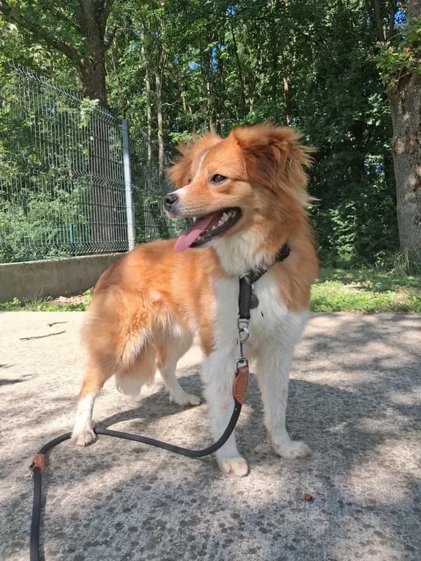 Sionn, male young mixed breed for adoption at Noina Arka
