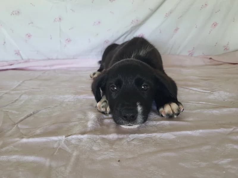 Solleo, male Mixed Breed for adoption at Noina Arka