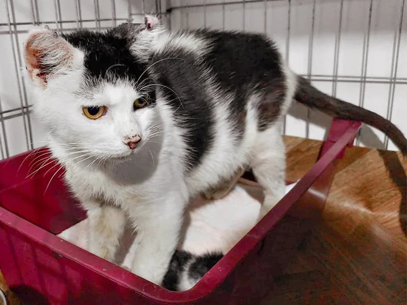 Tamari, female senior mixed breed for adoption at Noina Arka
