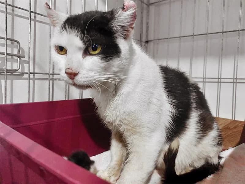 Tamari, female mixed breed for adoption at Noina Arka — photo 2 of 2