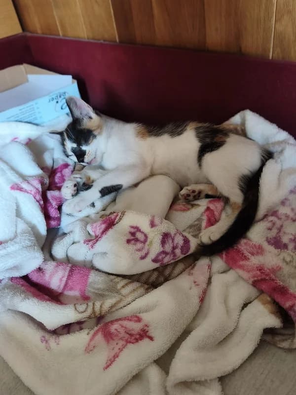 Tifany, female mixed breed for adoption at Noina Arka