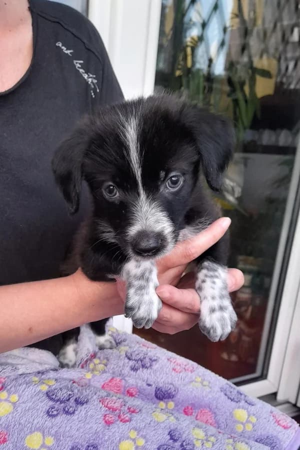 Tim, male puppy mixed breed for adoption at Noina Arka