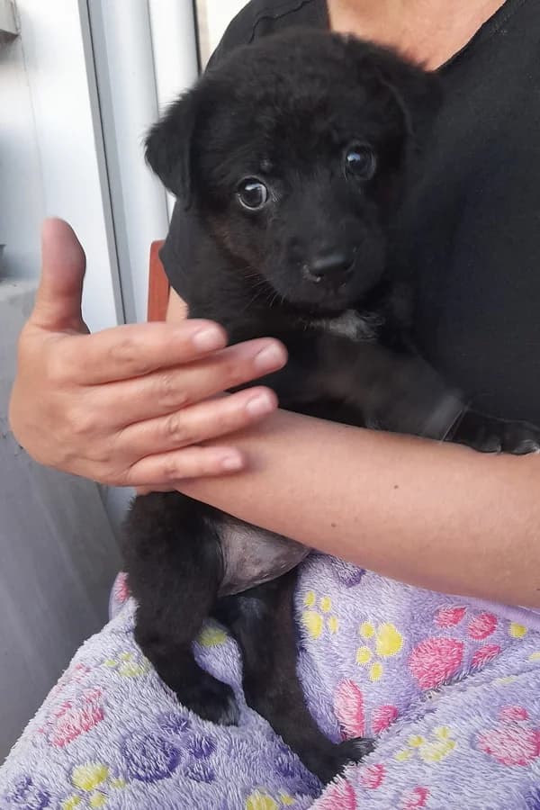 Timma, female puppy mixed breed for adoption at Noina Arka