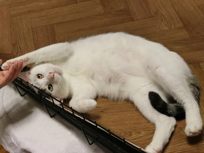 Timon, male mixed breed for adoption at Noina Arka