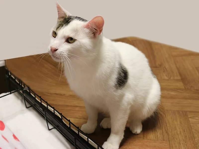 Timon, male mixed breed for adoption at Noina Arka — photo 2 of 7