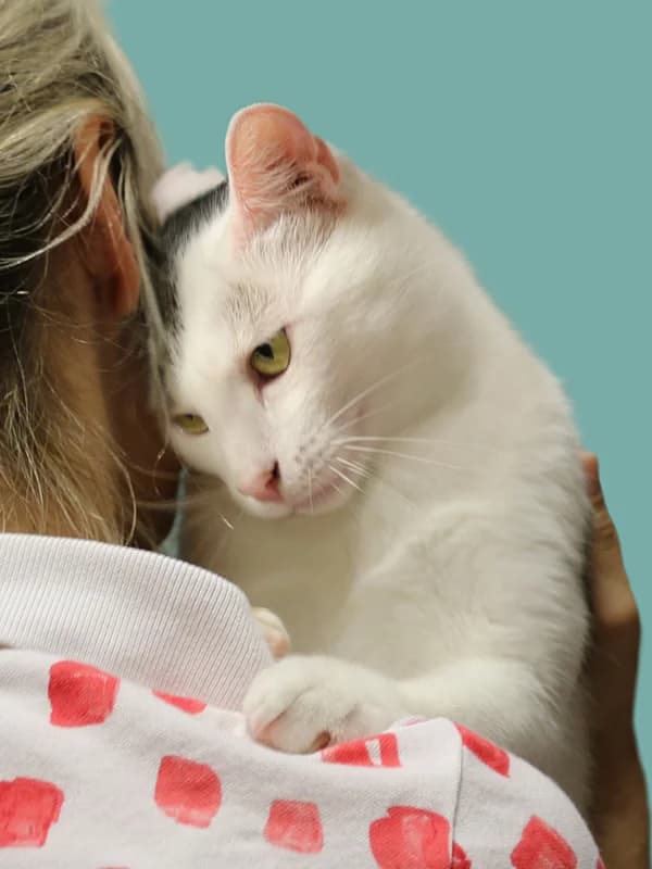 Timon, male mixed breed for adoption at Noina Arka — photo 3 of 7