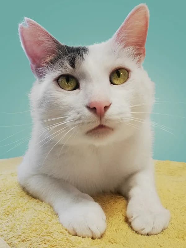 Timon, male mixed breed for adoption at Noina Arka — photo 4 of 7