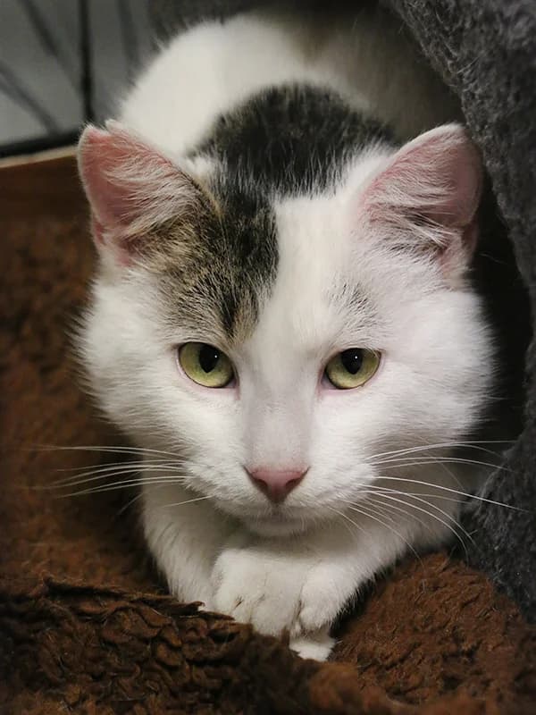 Timon, male mixed breed for adoption at Noina Arka — photo 5 of 7