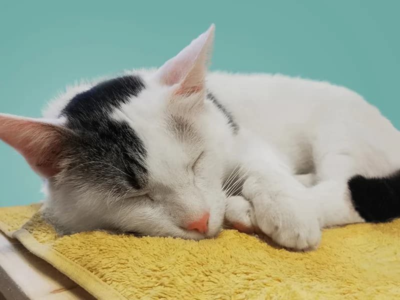 Timon, male mixed breed for adoption at Noina Arka — photo 6 of 7