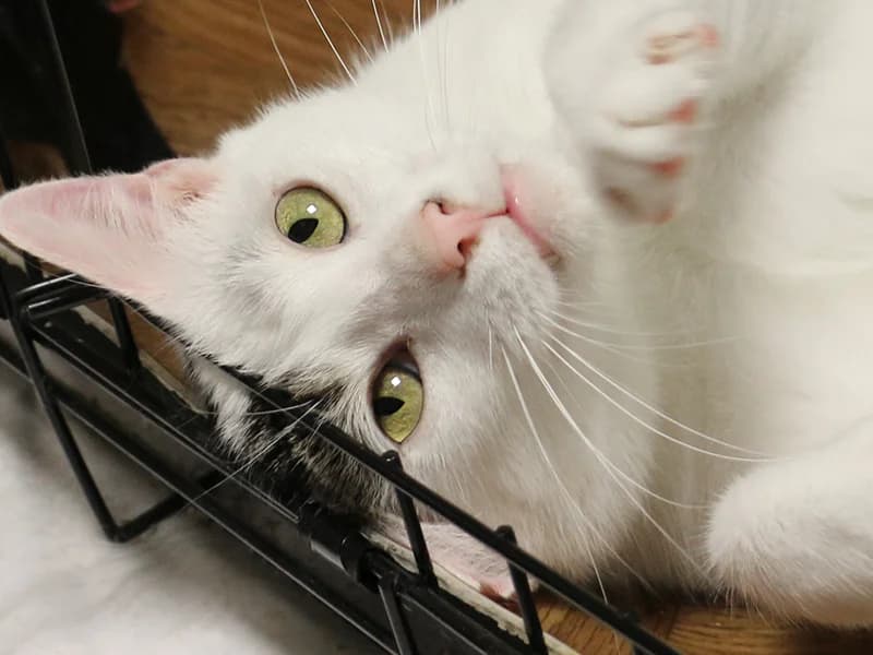 Timon, male mixed breed for adoption at Noina Arka — photo 7 of 7