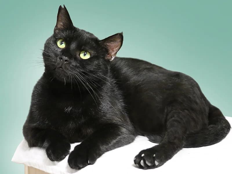 Tobby, male mixed breed for adoption at Noina Arka