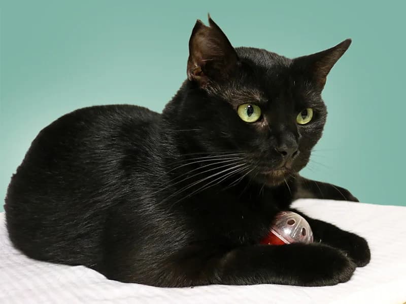 Tobby, male mixed breed for adoption at Noina Arka — photo 2 of 5