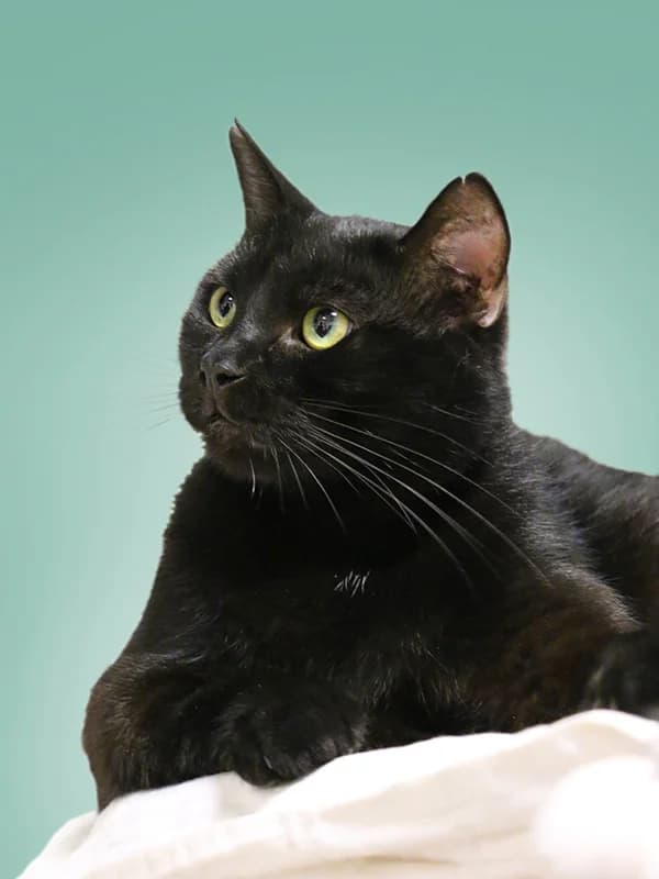 Tobby, male mixed breed for adoption at Noina Arka — photo 3 of 5