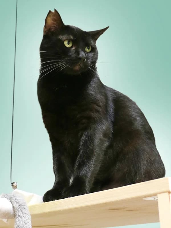 Tobby, male mixed breed for adoption at Noina Arka — photo 4 of 5