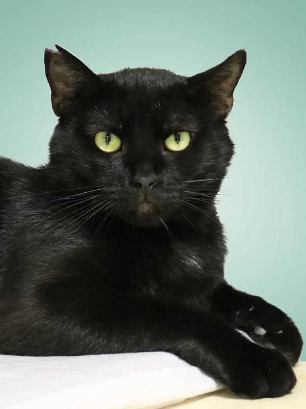 Tobby, male mixed breed for adoption at Noina Arka — photo 5 of 5