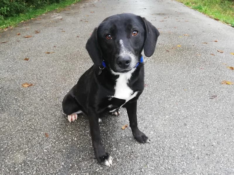 Vajt, male Labrador Retriever for adoption at Noina Arka