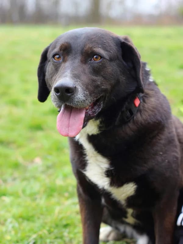 Vajt, male Labrador Retriever for adoption at Noina Arka — photo 2 of 7