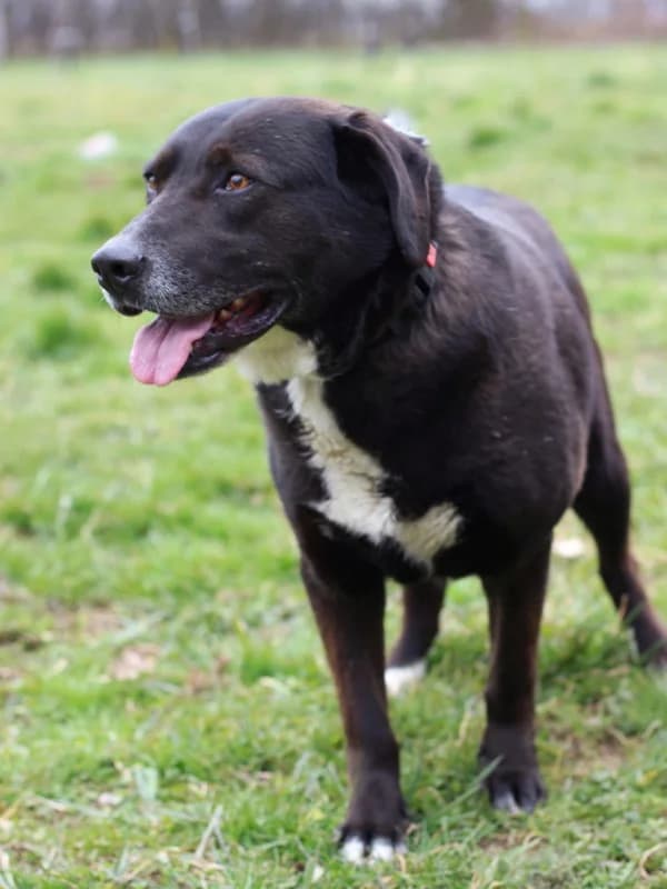 Vajt, male Labrador Retriever for adoption at Noina Arka — photo 3 of 7