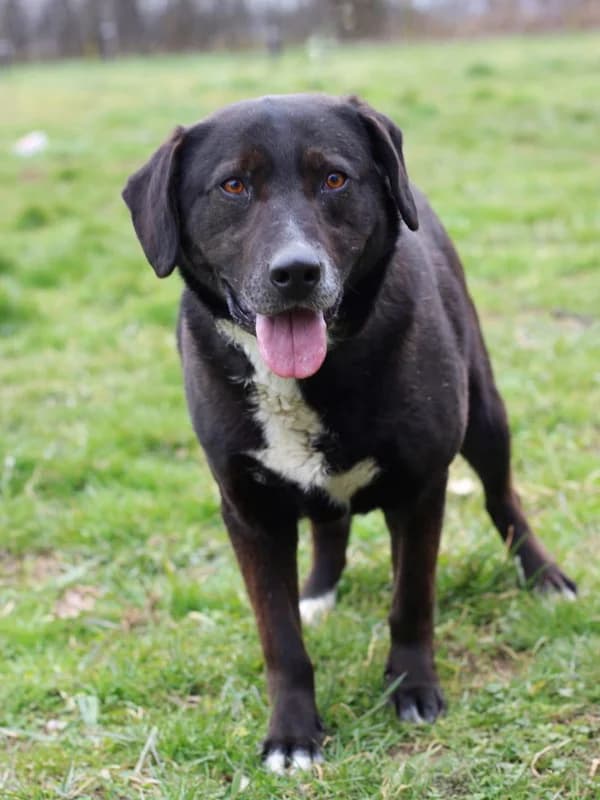 Vajt, male Labrador Retriever for adoption at Noina Arka — photo 4 of 7
