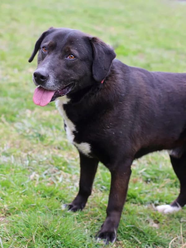 Vajt, male Labrador Retriever for adoption at Noina Arka — photo 5 of 7