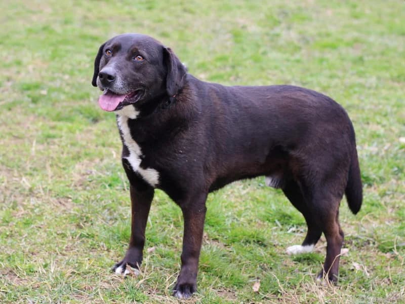 Vajt, male Labrador Retriever for adoption at Noina Arka — photo 6 of 7