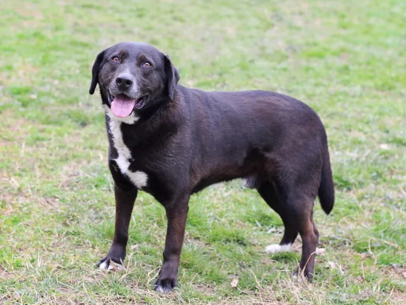 Vajt, male Labrador Retriever for adoption at Noina Arka — photo 7 of 7