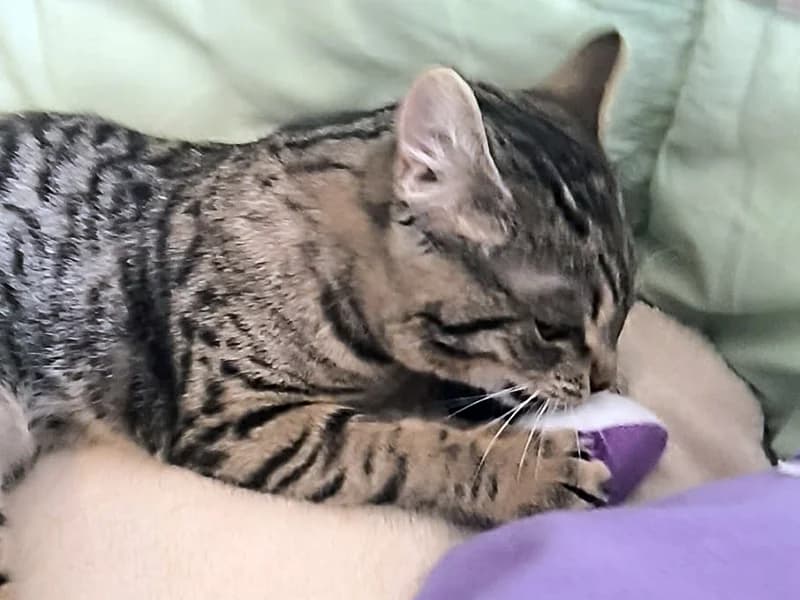 Veda, female mixed breed for adoption at Noina Arka