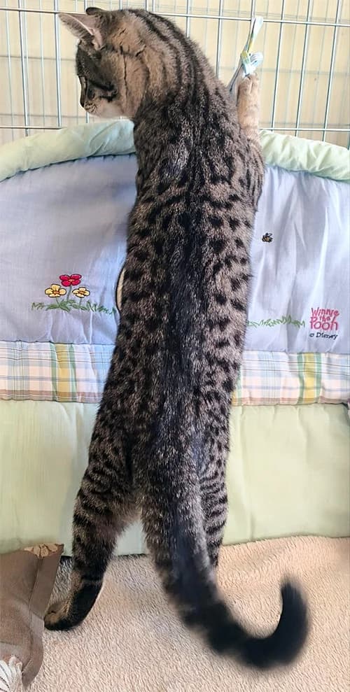 Veda, female mixed breed for adoption at Noina Arka — photo 2 of 4