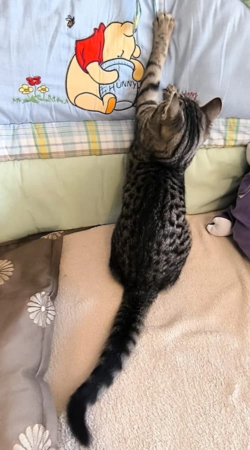 Veda, female mixed breed for adoption at Noina Arka — photo 3 of 4