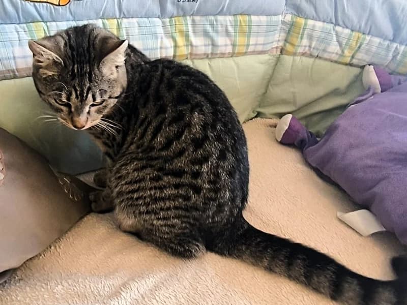 Veda, female mixed breed for adoption at Noina Arka — photo 4 of 4