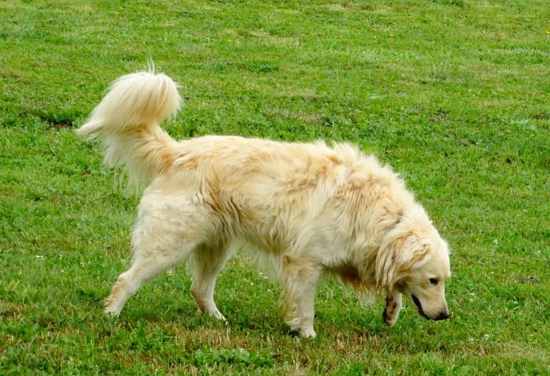 Zip, male senior mixed breed for adoption at Noina Arka