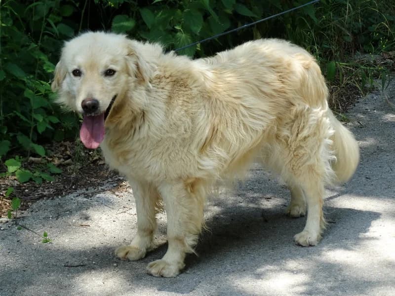 Zip, male mixed breed for adoption at Noina Arka — photo 2 of 8