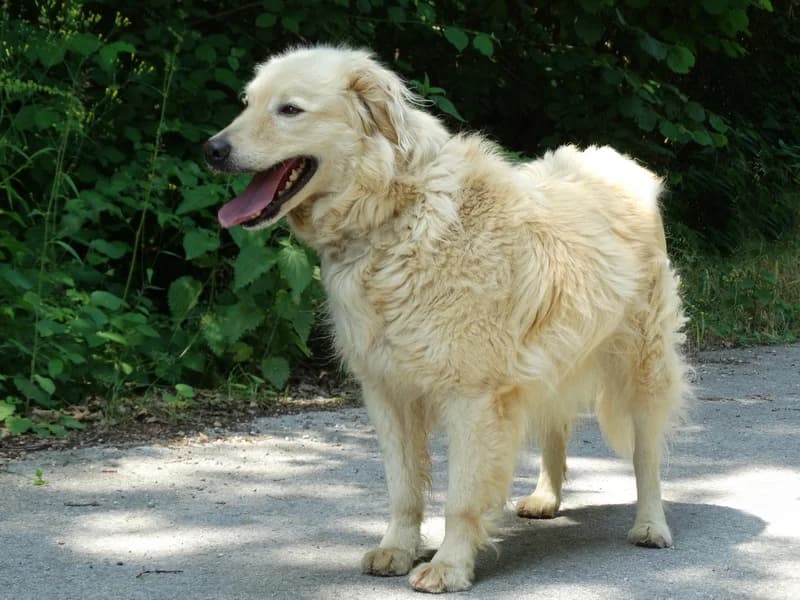 Zip, male mixed breed for adoption at Noina Arka — photo 3 of 8