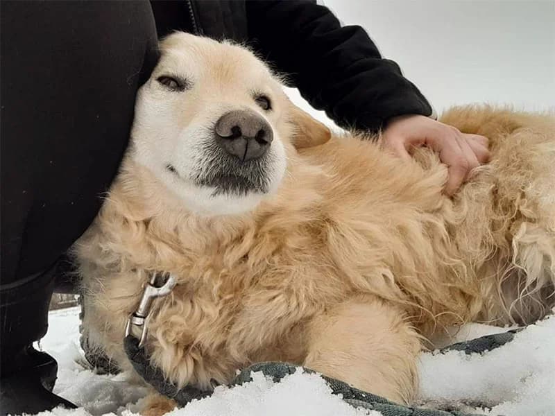 Zip, male mixed breed for adoption at Noina Arka — photo 4 of 8