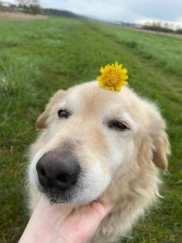 Zip, male mixed breed for adoption at Noina Arka — photo 5 of 8