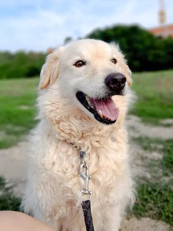 Zip, male mixed breed for adoption at Noina Arka — photo 6 of 8