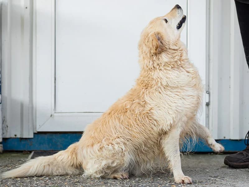 Zip, male mixed breed for adoption at Noina Arka — photo 7 of 8